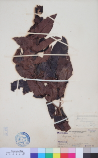 Specimen thumbnail